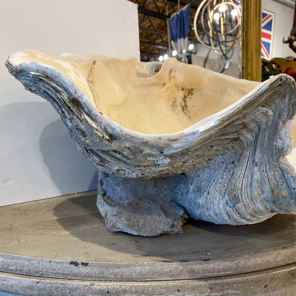 Antique French Clamshell Bénetier Holy Water Font