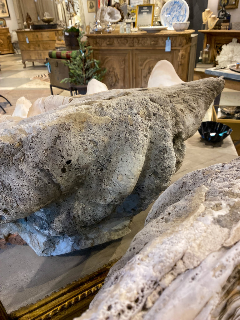 Antique French Clamshell Bénetier Holy Water Font