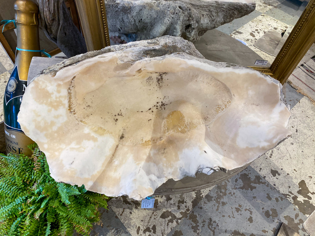 Antique French Clamshell Bénetier Holy Water Font