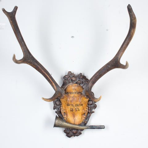 19th Century Austrian Red Stag Trophy of Emperor Franz Josef, Original Hunt Horn