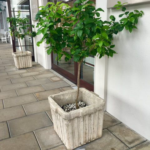 Handmade Willy Guhl Inspired Cast Stone Planter | Made to Order