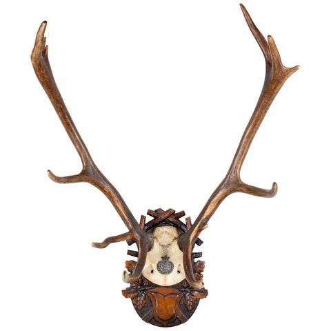 Antique Habsburg Red Stag Trophy of Emperor Franz Josef from Eckartsau Castle
