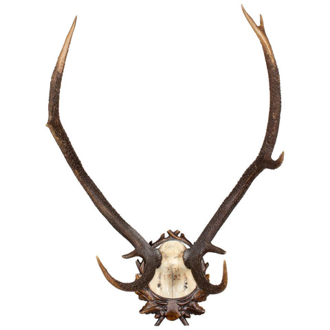 Antique Habsburg Red Stag Trophy of Emperor Franz Josef from Eckartsau Castle