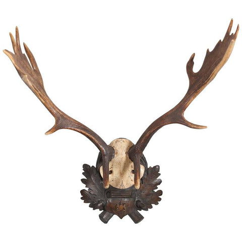 19th Century German Fallow Deer Trophy with Original Württemberg Badge
