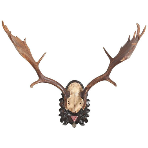 19th Century Habsburg Fallow Deer Trophy on Black Forest with Veteran's Medal
