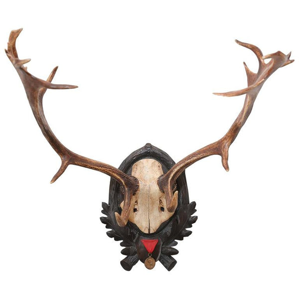 19th Century Habsburg Fallow Deer Trophy from Eckartsau Castle