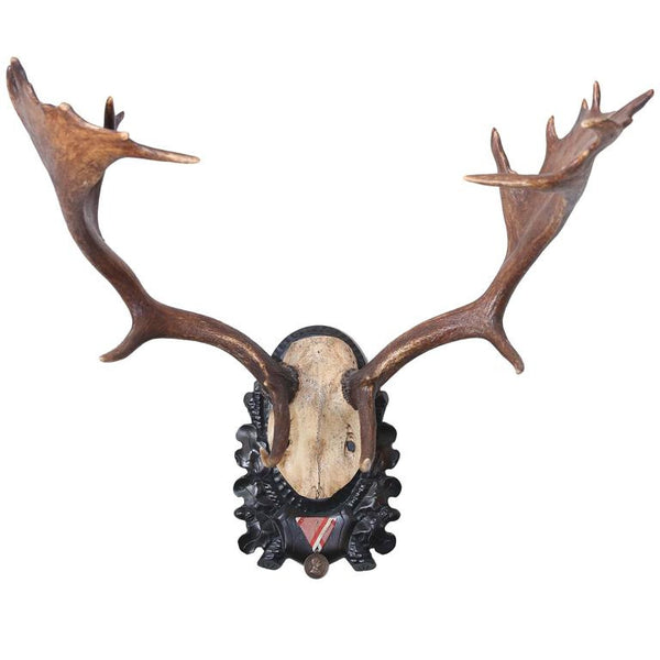 19th Century Habsburg Fallow Deer Trophy from Eckartsau Castle