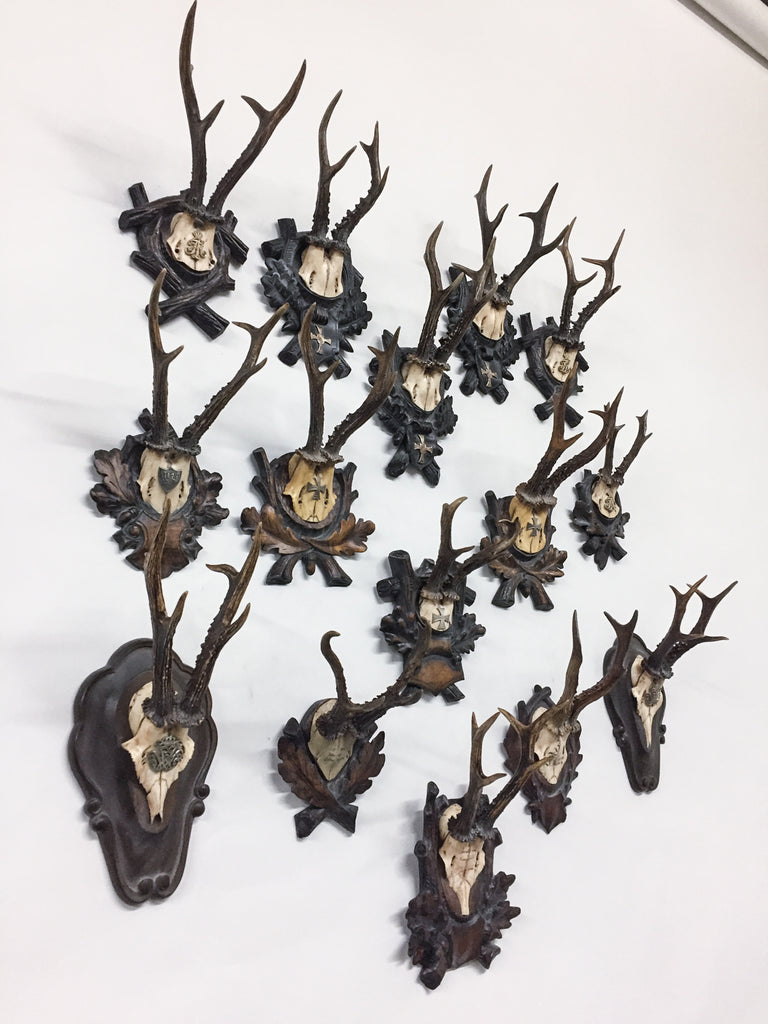 Antique Habsburg Roe Deer Trophies from Eckartsau Castle, Austria