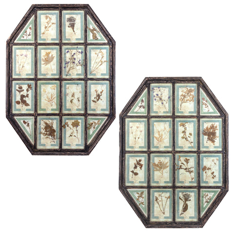 Antique Pairing of Framed Italian Dried Botanicals, circa 1901-1912