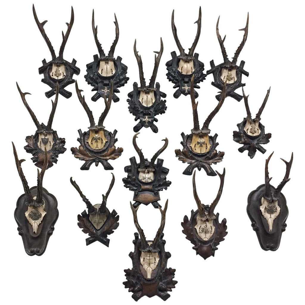 Antique Habsburg Roe Deer Trophies from Eckartsau Castle, Austria