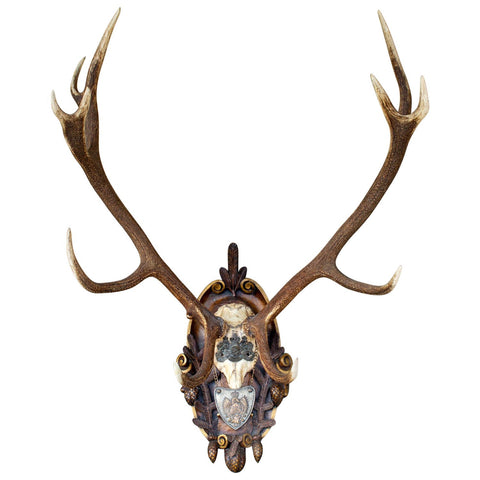 Antique Habsburg Red Stag Trophy on Hand Carved Black Forest Plaque with Gorget