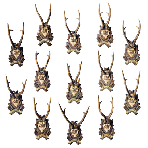19th c Habsburg Roe Deer Trophies on Black Forest Plaques from Eckartsau Castle