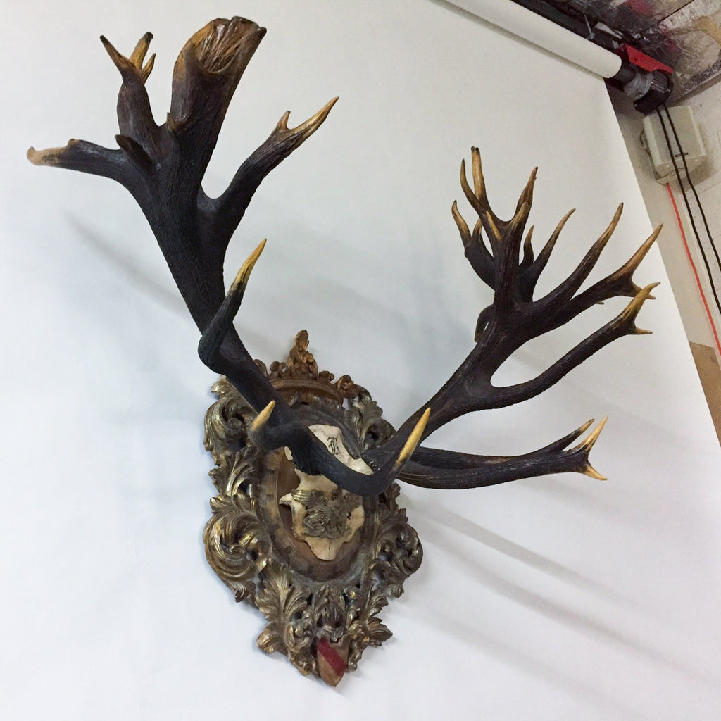 Antique Red Stag Trophy of The Grand Dukes of Baden on Ornate Gilt Plaque