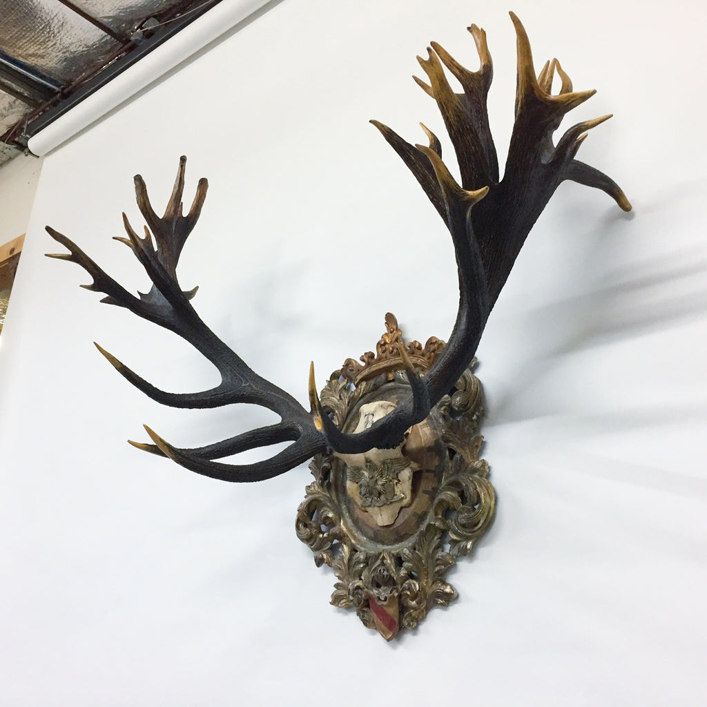 Antique Red Stag Trophy of The Grand Dukes of Baden on Ornate Gilt Plaque