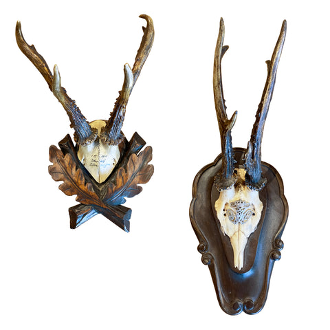 Antique Habsburg Roe Deer Trophies from Eckartsau Castle, Austria