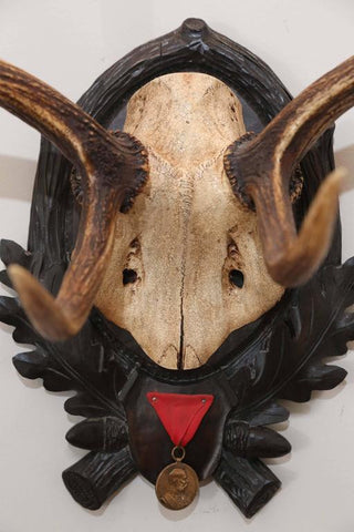 19th Century Habsburg Fallow Deer Trophy from Eckartsau Castle