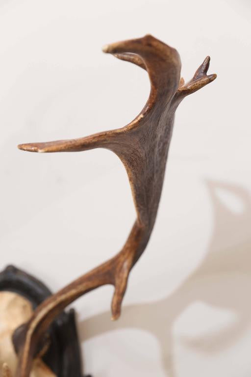 19th Century Habsburg Fallow Deer Trophy from Eckartsau Castle