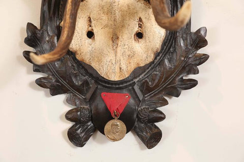 19th Century Habsburg Fallow Deer Trophy from Eckartsau Castle