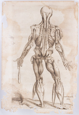 16th Century Andreas Vesalius Anatomical Print on Acrylic