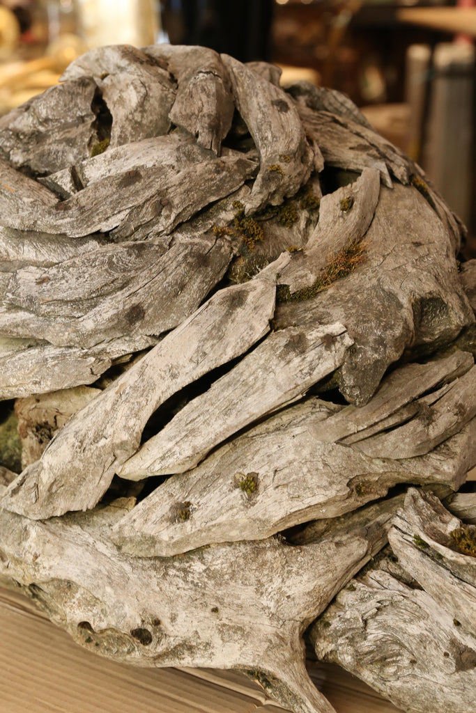 Large Antique Driftwood Snail Sculpture Found in Belgium