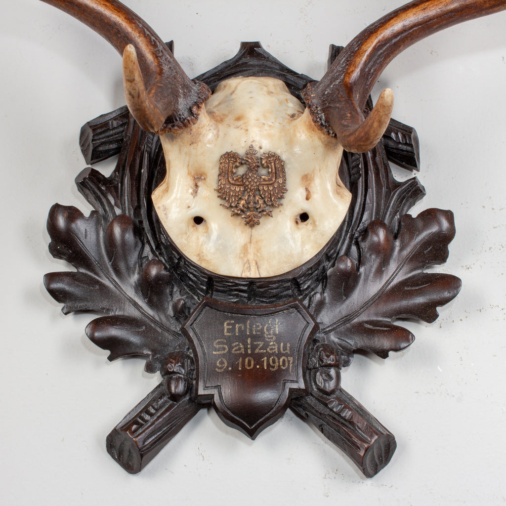 Habsburg Fallow Deer Trophy of Emperor Franz Josef from Eckartsau Castle