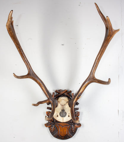 Antique Habsburg Red Stag Trophy of Emperor Franz Josef from Eckartsau Castle