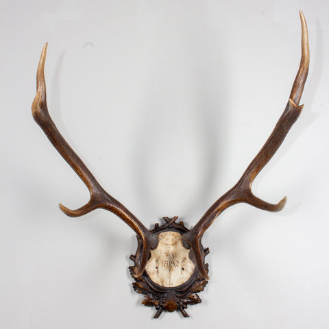 Antique Habsburg Red Stag Trophy of Emperor Franz Josef from Eckartsau Castle