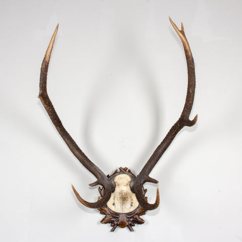 Antique Habsburg Red Stag Trophy of Emperor Franz Josef from Eckartsau Castle