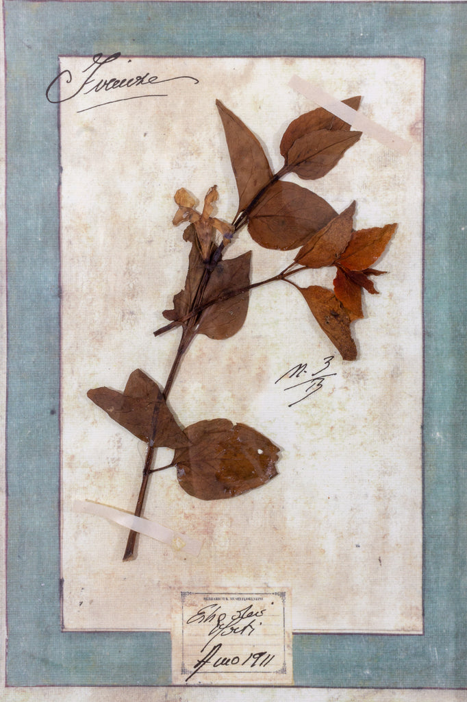 Antique Pairing of Framed Italian Dried Botanicals, circa 1901-1912