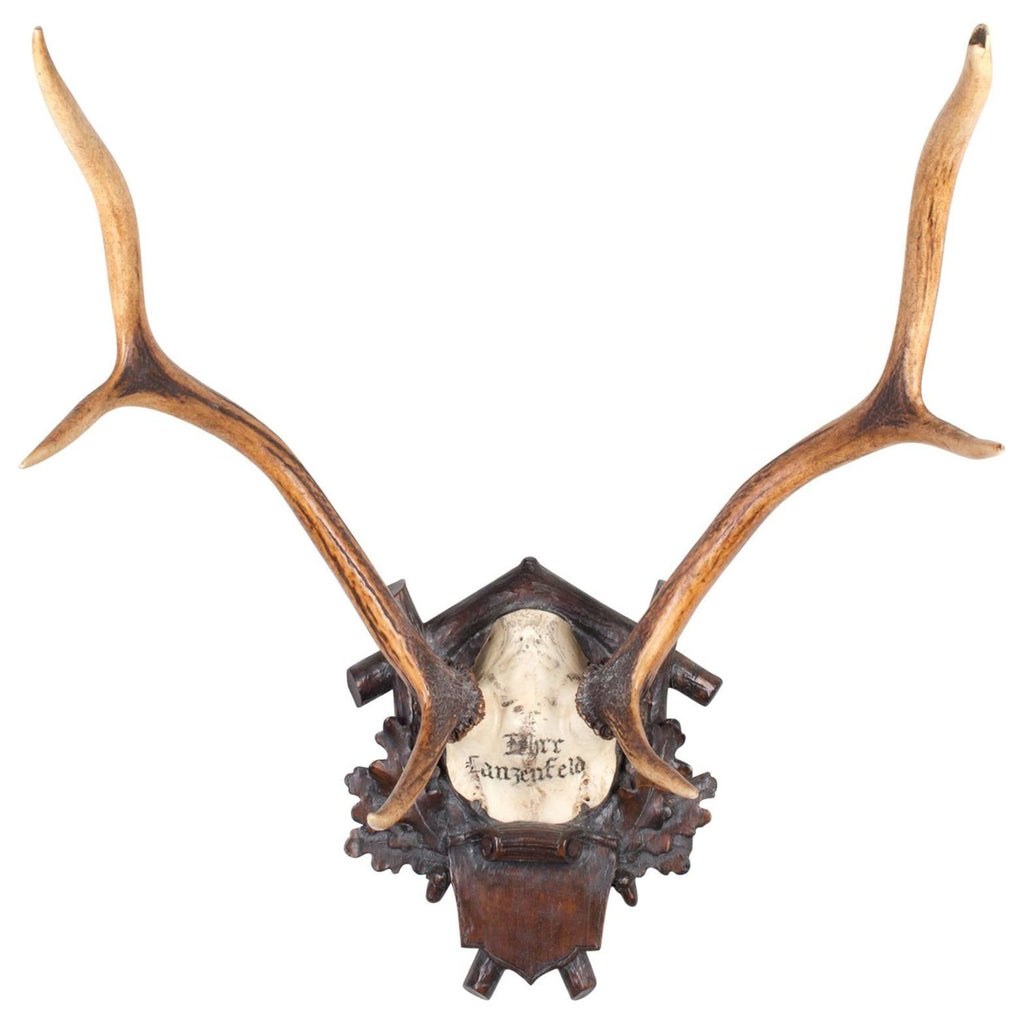 19th c Austrian Red Stag Trophy from Eckartsau Castle, Austria