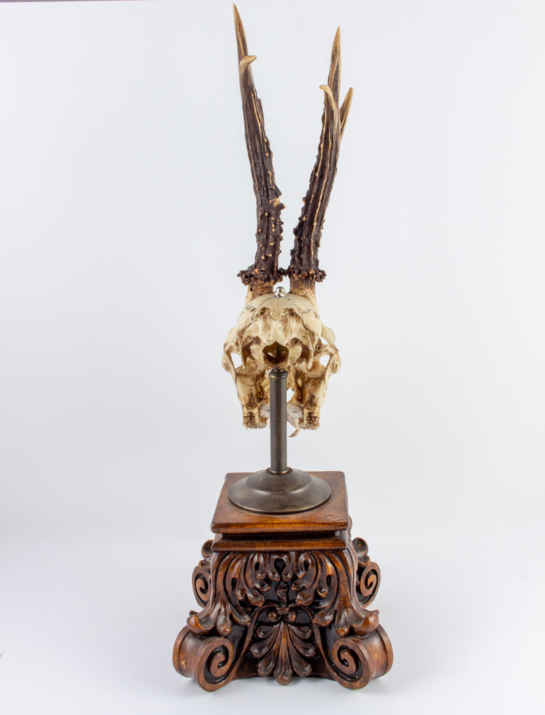 19th Century Roe Deer Trophy from the Grand Dukes of Baden on Stand