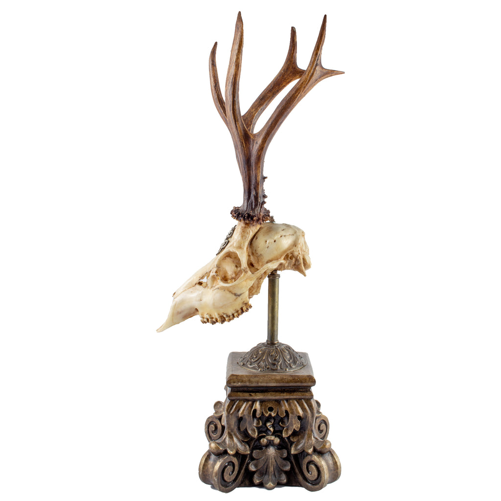 19th Century Roe Deer Trophy from Kaiser Wilhelm I of Germany on Stand