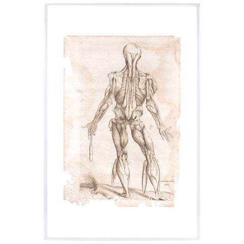 16th Century Andreas Vesalius Anatomical Print on Acrylic